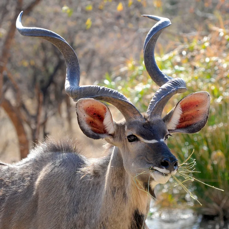 9 Days  Budget Camping Victoria Falls to Okavango Delta gallery image
