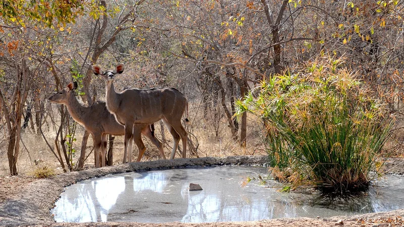 10 Days  Luxury Family Botswana Safari gallery image