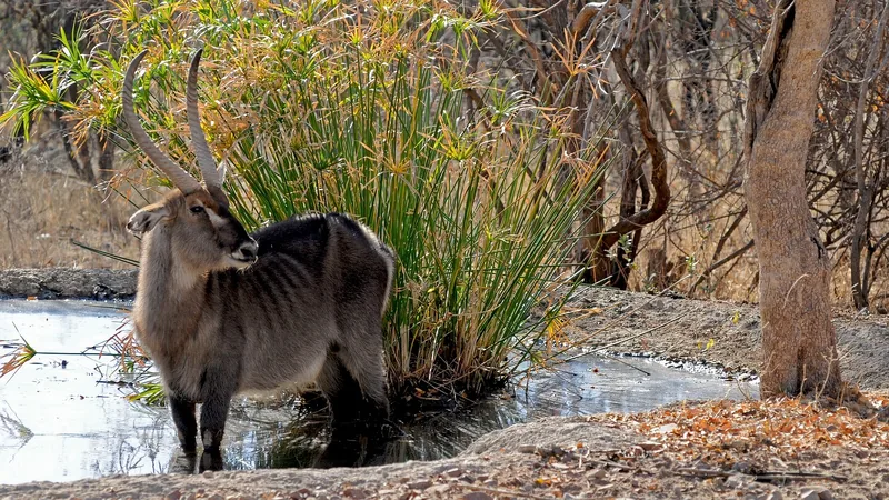 16-Day Zimbabwe Botswana Game Trail gallery image