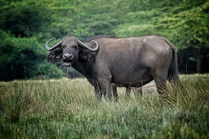 1-Day Game Drive & Canoeing in Arusha National Park things to Do