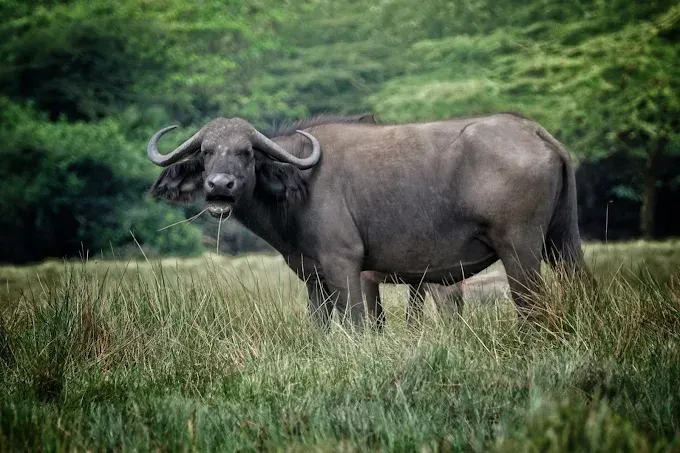 Ultimate 1-Day Arusha National Park Safari with Canoeing & Game Drive hero photo