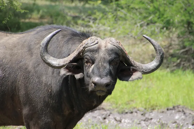 Best 1-Day Arusha National Park Safari Tour from Arusha & Moshi gallery image