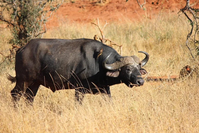 13-Day Tanzania Safari and Beach Holiday in Zanzibar - Tanzania safari