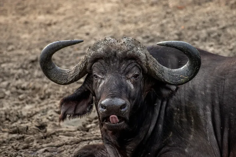 2-Day Tarangire & Ngorongoro Crater Exploration