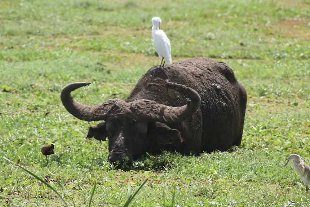 1-Day Lion Climbing Tree in Lake Manyara Trip gallery image