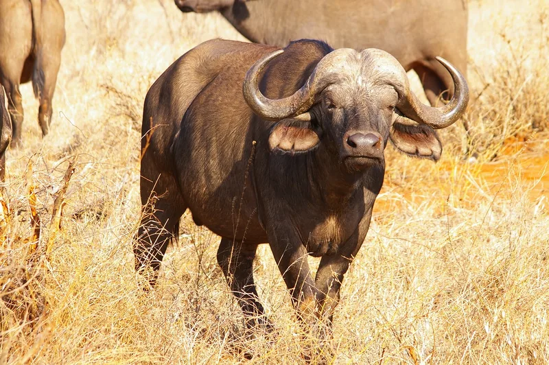 5-Day Wonderful Safari Zanzibar to Nyerere NP by Flight - Tanzania safari