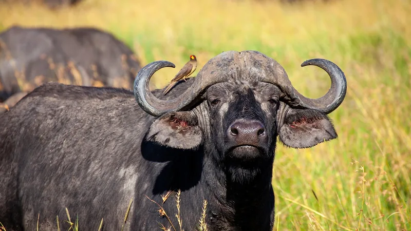 5-Day Best for Wildlife and Beach Safari - Tanzania safari
