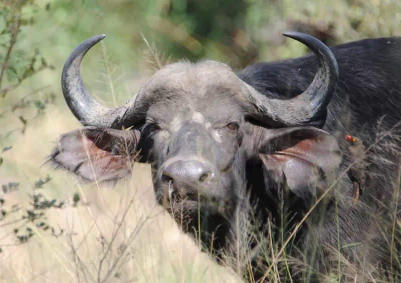 4-Day Glamping Safari in Kruger National Park gallery image