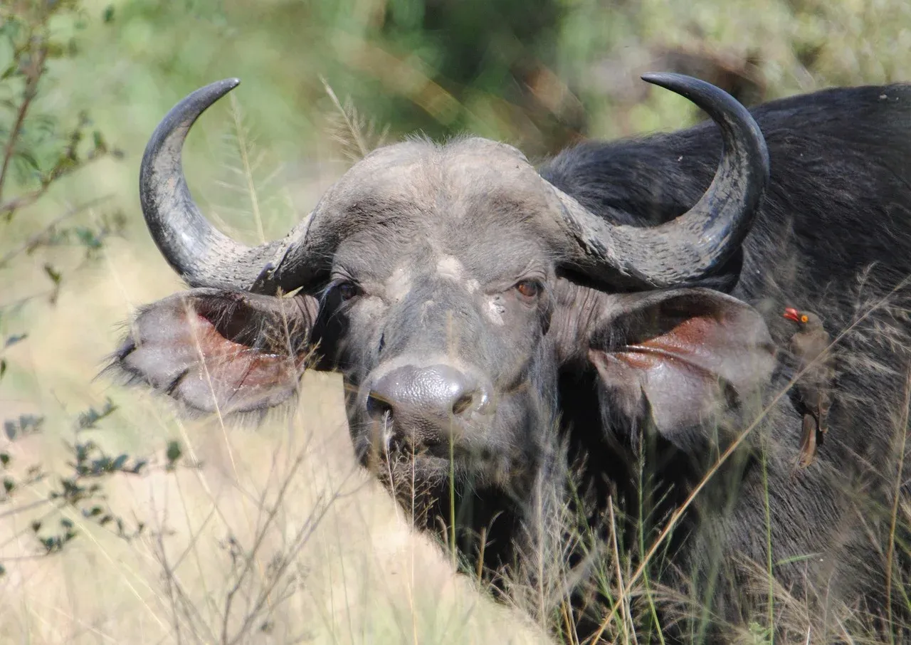2-Day Salt Lick Safari - Kenya hero photo