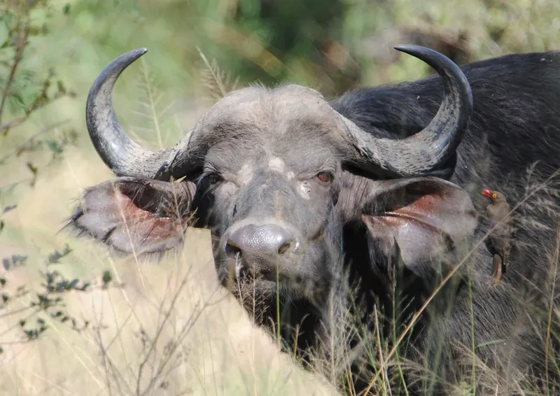 2-Day Salt Lick Safari - Kenya