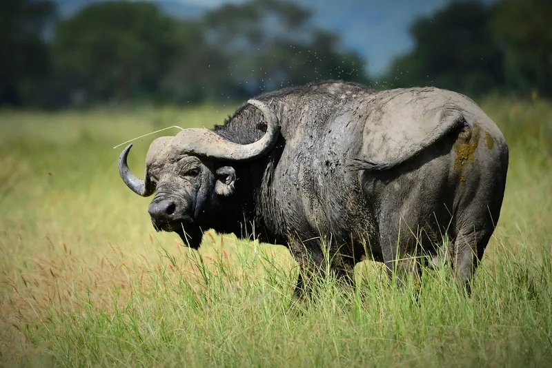 16-Day Zimbabwe Botswana Game Trail gallery image