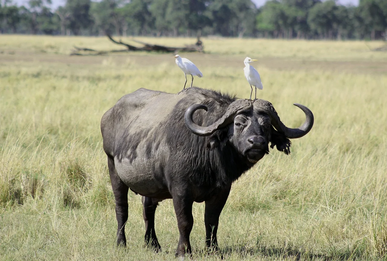 2-Day Ol Pejeta Classic Safari - Kenya tours