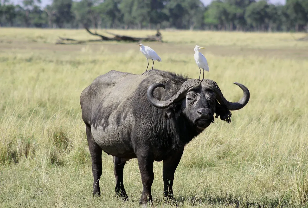 2-Day Ol Pejeta Classic Safari - Kenya tours hero photo