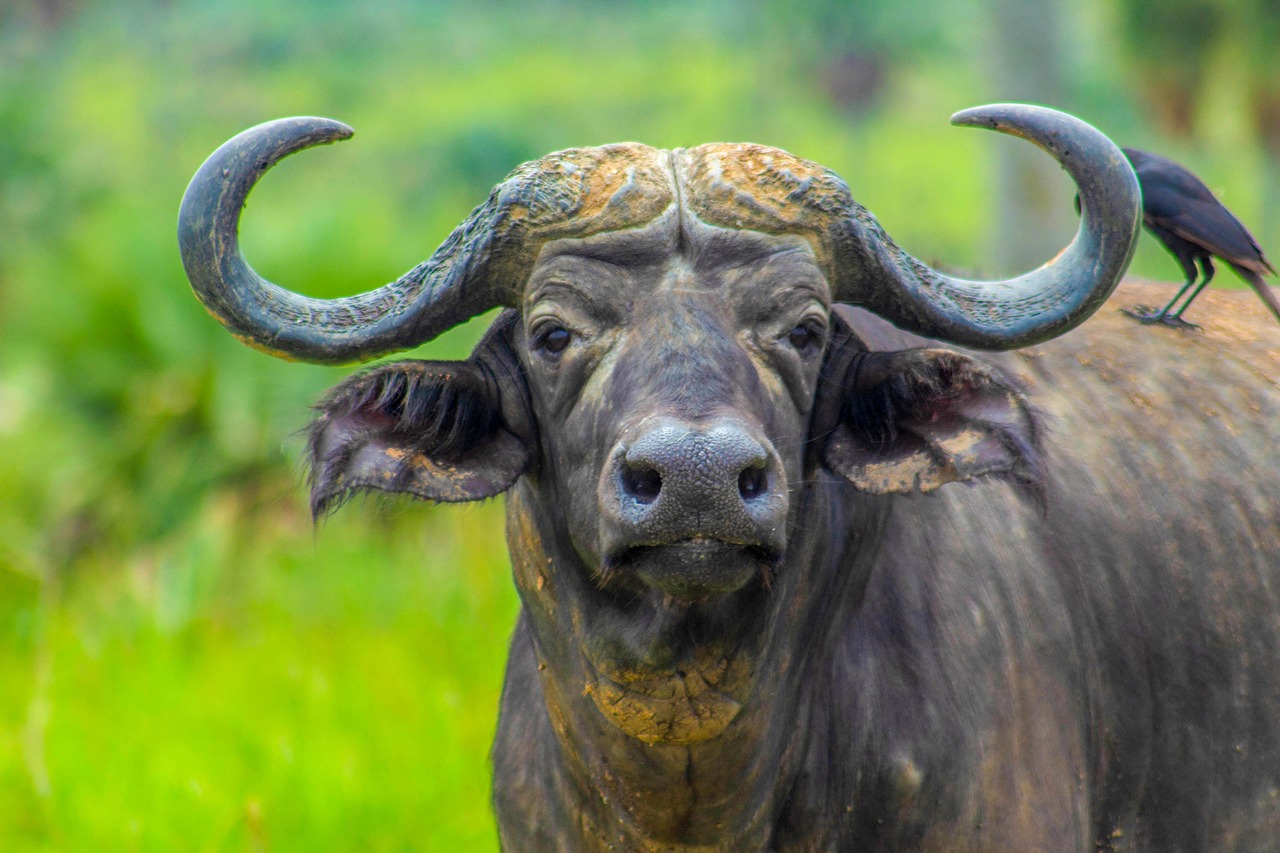 1-Day Flying Zanzibar to Mikumi NP, Full Day Game Drive - Tanzania safari gallery image