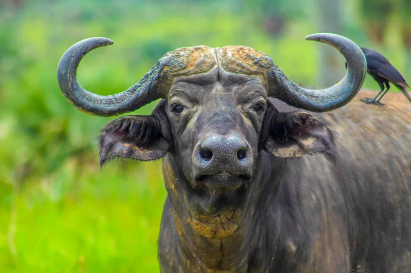 1-Day Flying Zanzibar to Mikumi NP, Full Day Game Drive - Tanzania safari gallery image
