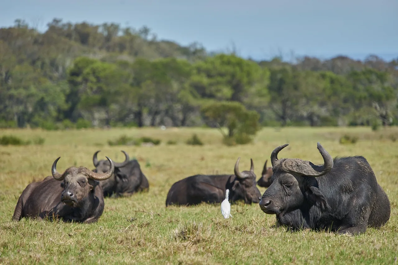 1-Day Amboseli National Park from Nairobi - Kenya tours gallery image