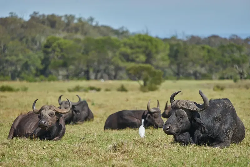 ½-Day Nairobi National Park - Daily Group Joining Tour - Kenya safaris gallery image