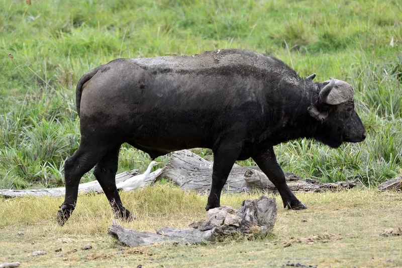 2 days mid-range safari to Amboseli NP from Nairobi Adventure Tour gallery image