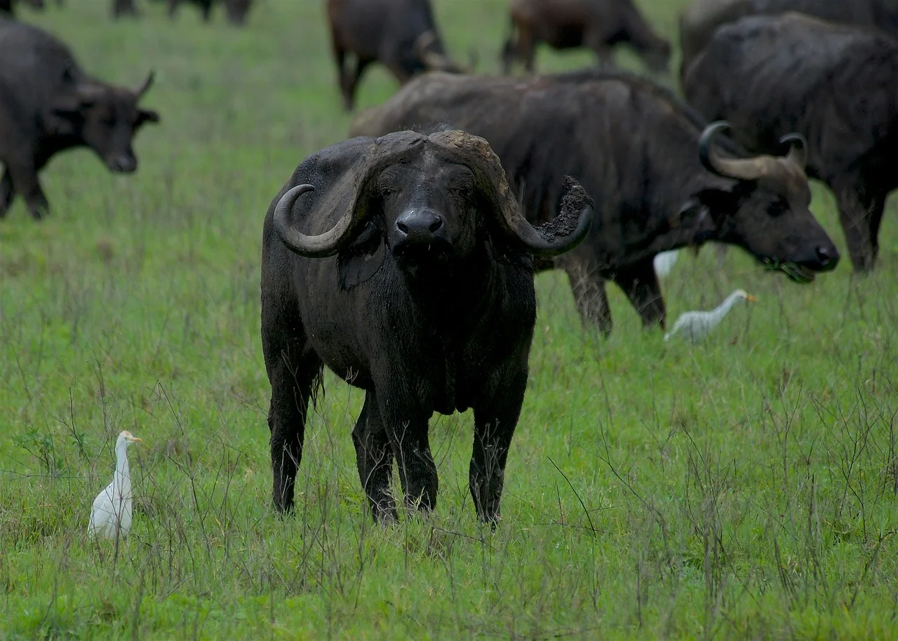 1 Day Ngorongoro Trip Explore the Crater
