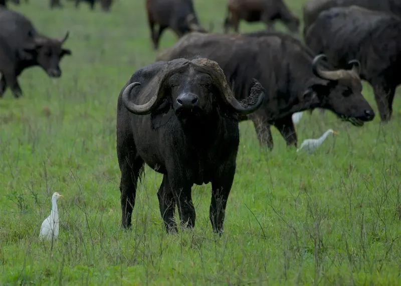 2-Day Private Safari Tarangire & Ngorongoro gallery image