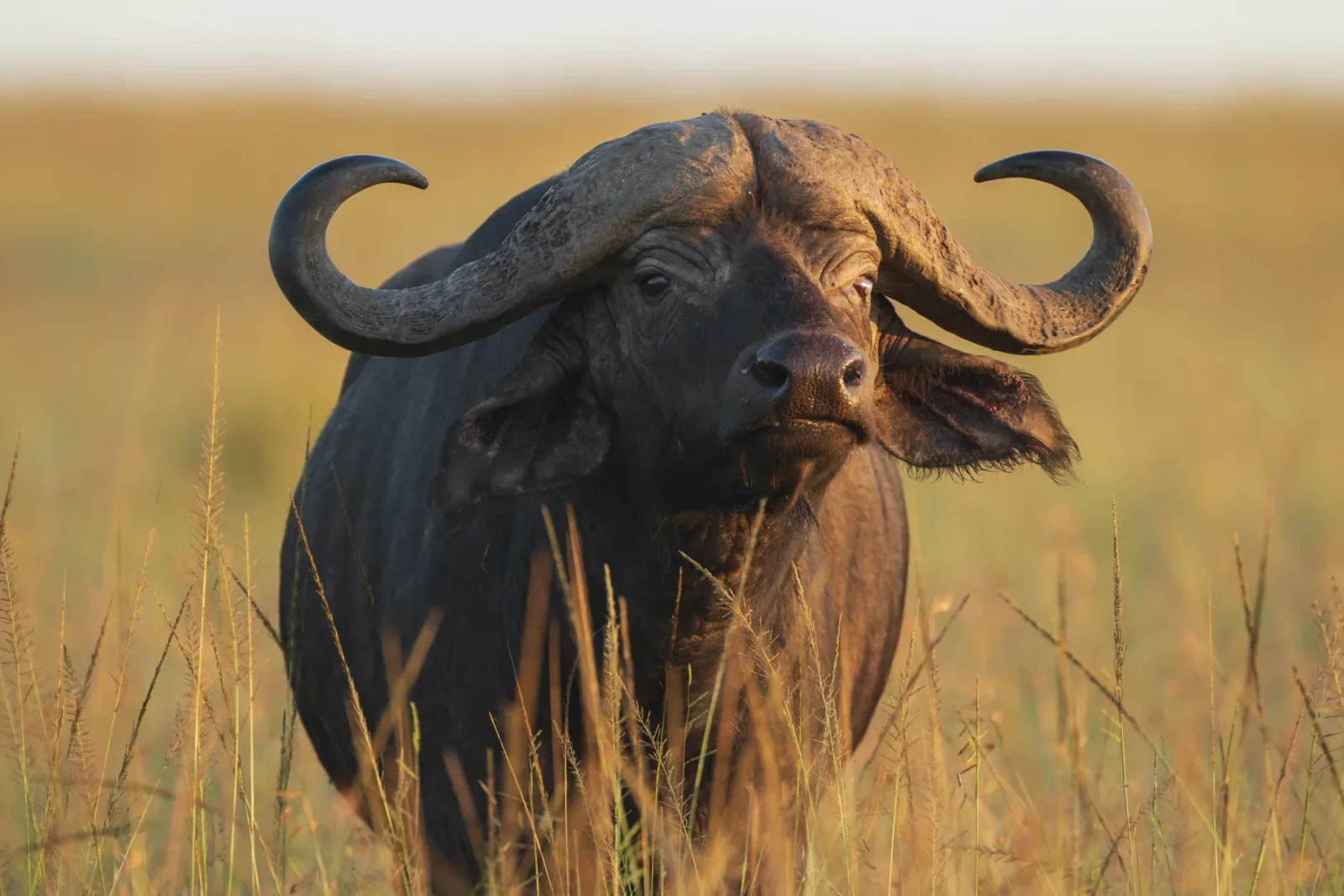 9-Day Ultimate Zambian Safari gallery image