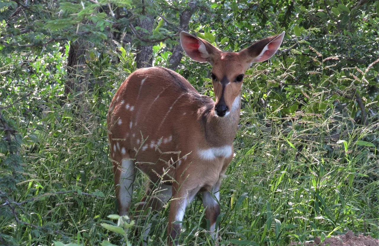 9-Day Ethiopian Expedition Wildlife Photography Tour gallery image