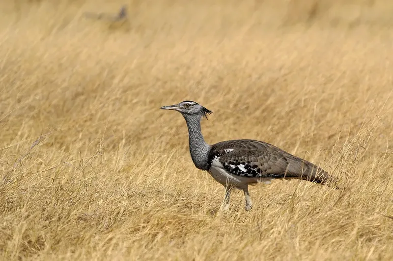 4-Day Midrange Tarangire/Serengeti/ Ngorongoro & Manyara - Tanzania safari