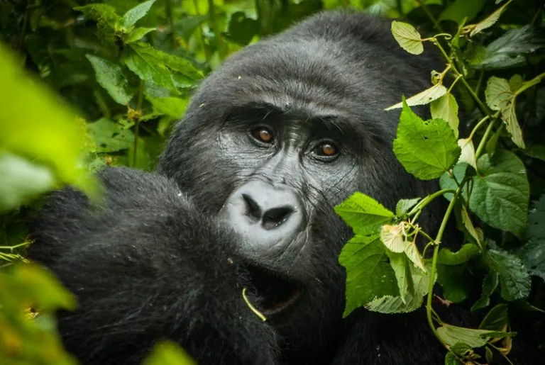 13-Day Uganda Gorillas, Kenya-Tanzania Safari & Zanzibar -  Uganda Gorillas, Kenya-Tanzania Safari gallery image