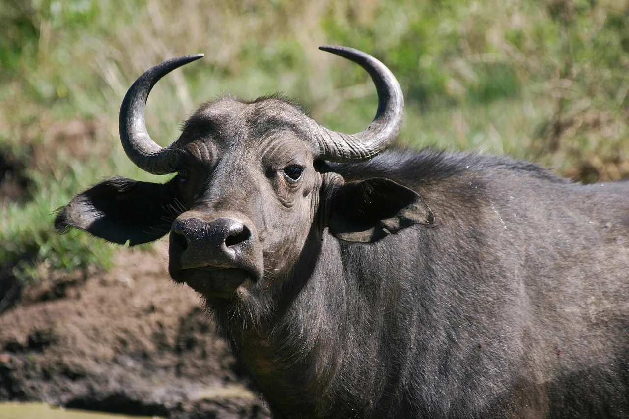 4-Day The Greater Kruger Tshukudu Safari gallery image