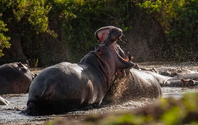 2 Days Trip Safari to Ruaha National Park