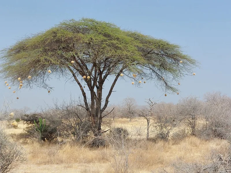 2 Days Ruaha Magnificent Game Drive gallery image