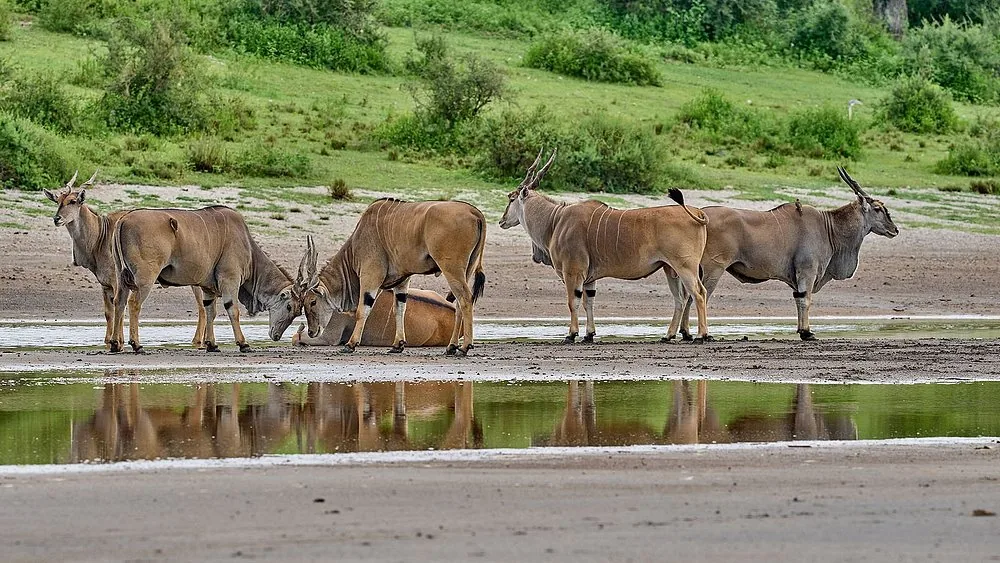 3 Days Wildlife Safari to Ruaha National Park hero photo