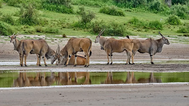 3 Days Wildlife Safari to Ruaha National Park