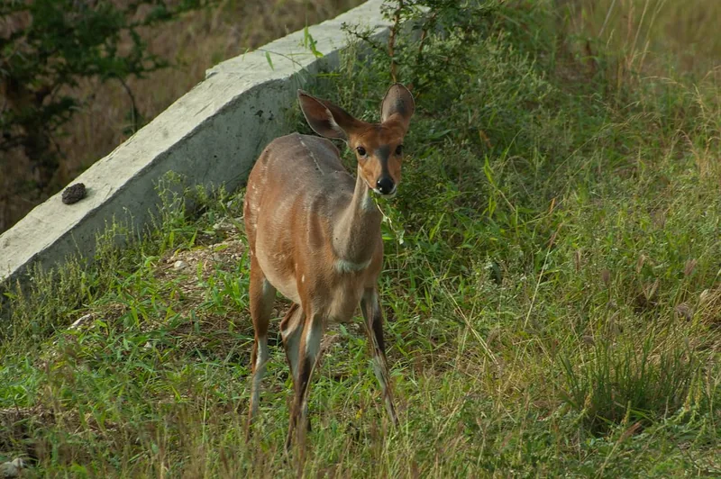 3 Days Saadani NP Sleep Inside the Park + Boat Safari
