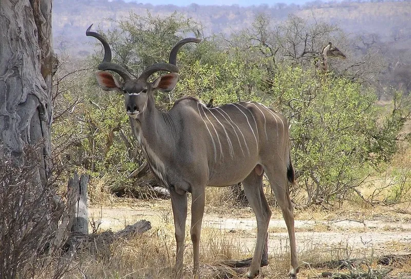 1 Day Wild Escape Safari Trip in Ruaha National Park