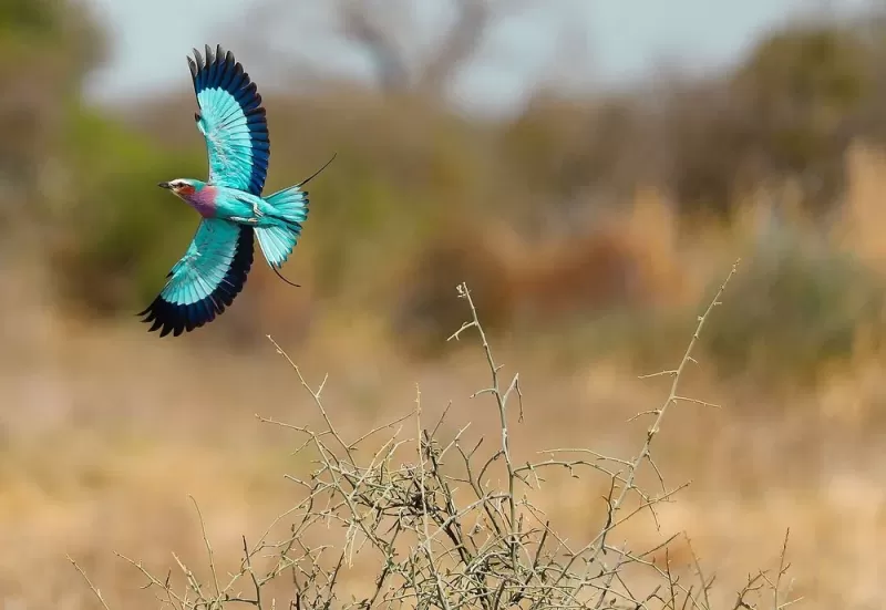 1 Day Trip Safari to Ruaha National Park from Iringa gallery image