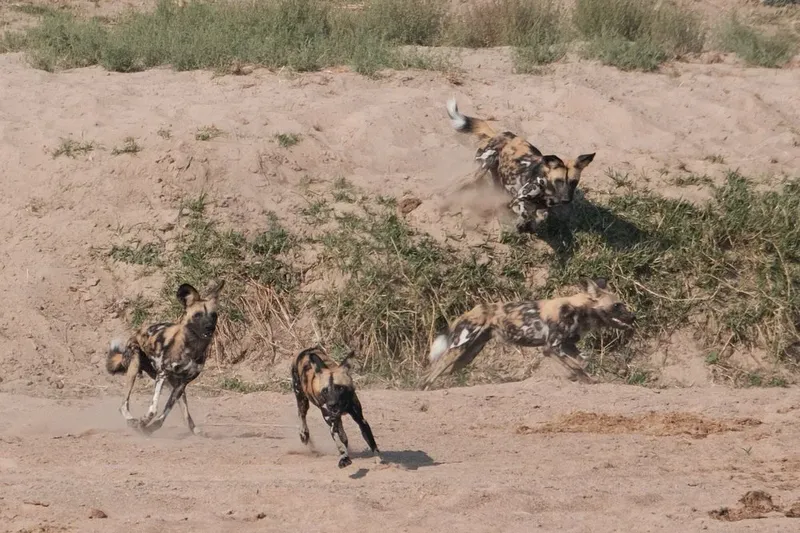 4 Days Ruaha National Park