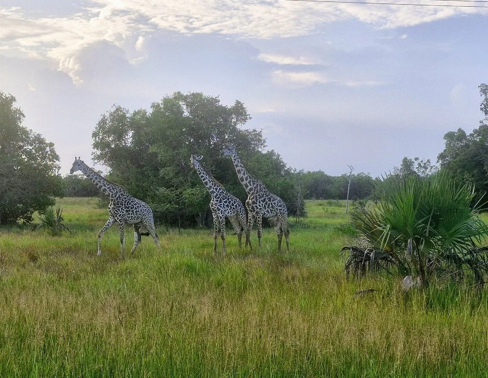 3 Days Historical Bagamoyo and Saadani NP Beach Safari Tour gallery image