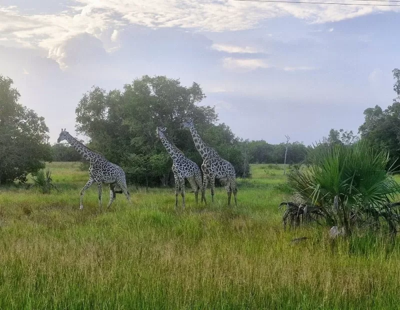 3 Days Historical Bagamoyo and Saadani NP Beach Safari Tour gallery image