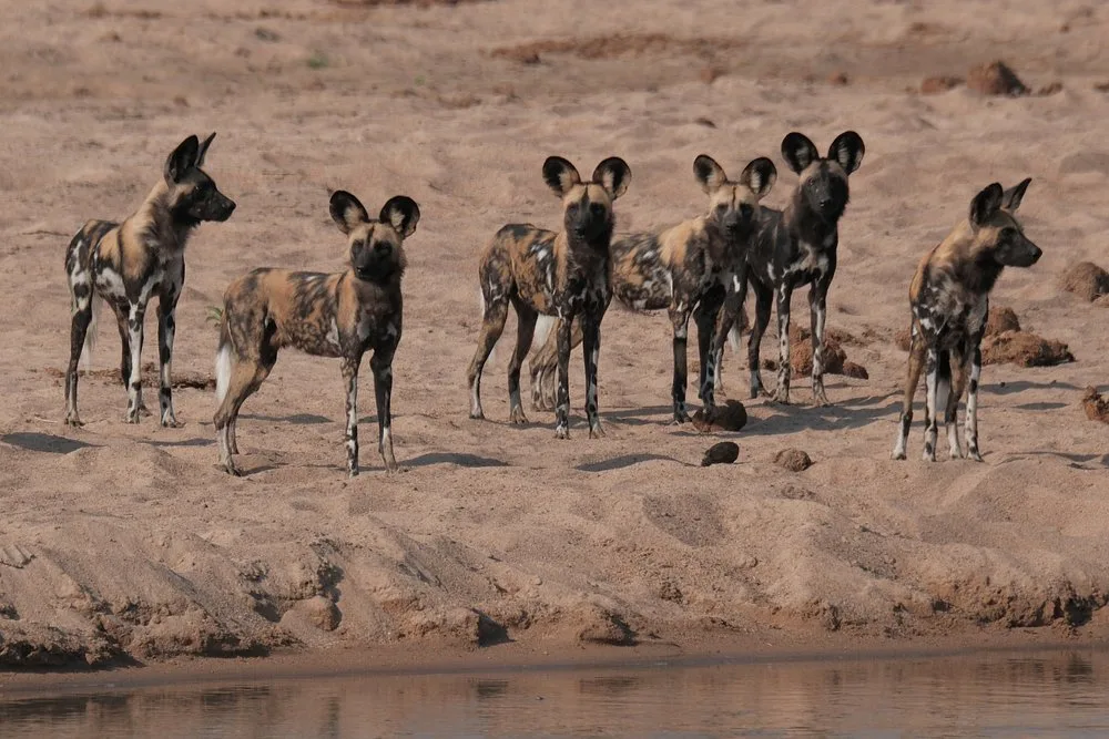 1 Day Wild Escape Safari Trip in Ruaha National Park gallery image