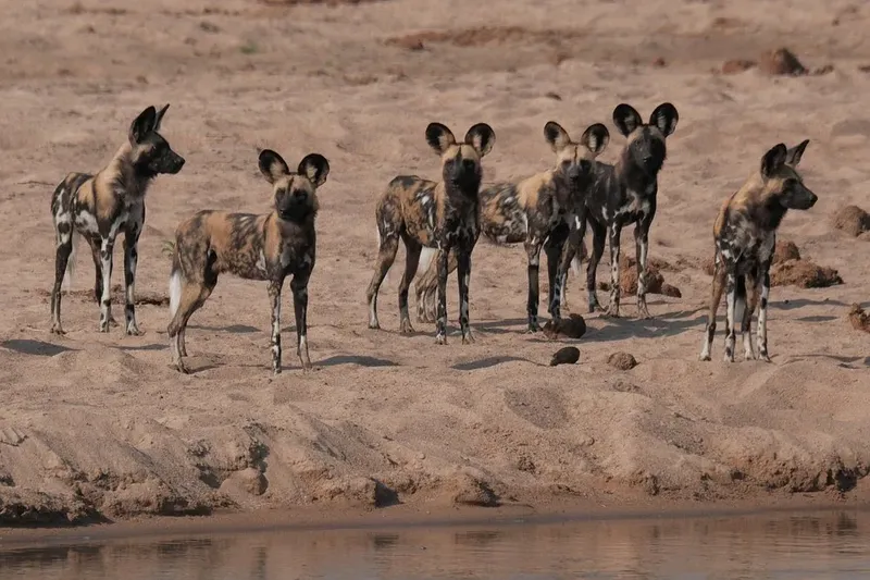 1 Day Wild Escape Safari Trip in Ruaha National Park gallery image