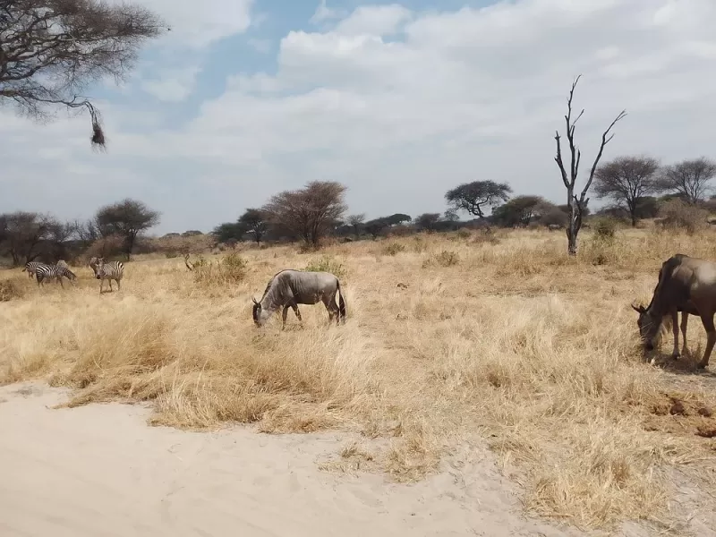 2 Days Tarangire NP and Cultural Immersion in Lake Eyasi