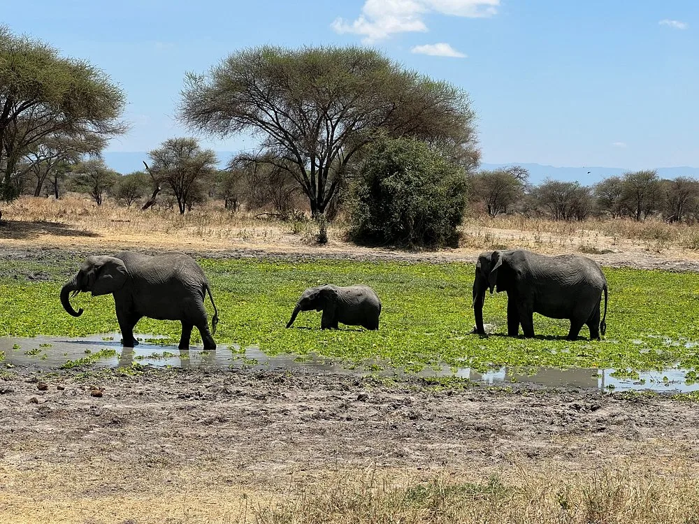 2 Days Tarangire NP and Cultural Immersion in Lake Eyasi gallery image