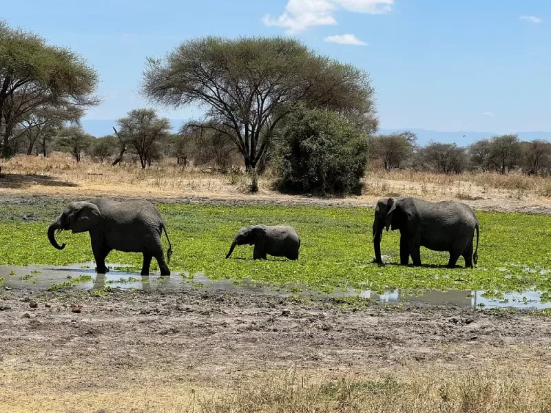 2 Days Tarangire NP and Cultural Immersion in Lake Eyasi gallery image
