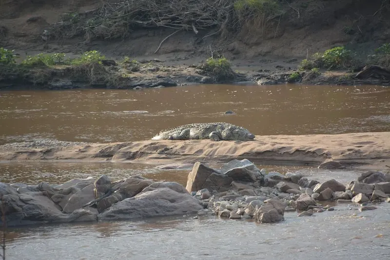8-Day Amazing Safari Mikumi NP, Ruaha NP, Selous GR - Tanzania safari gallery image