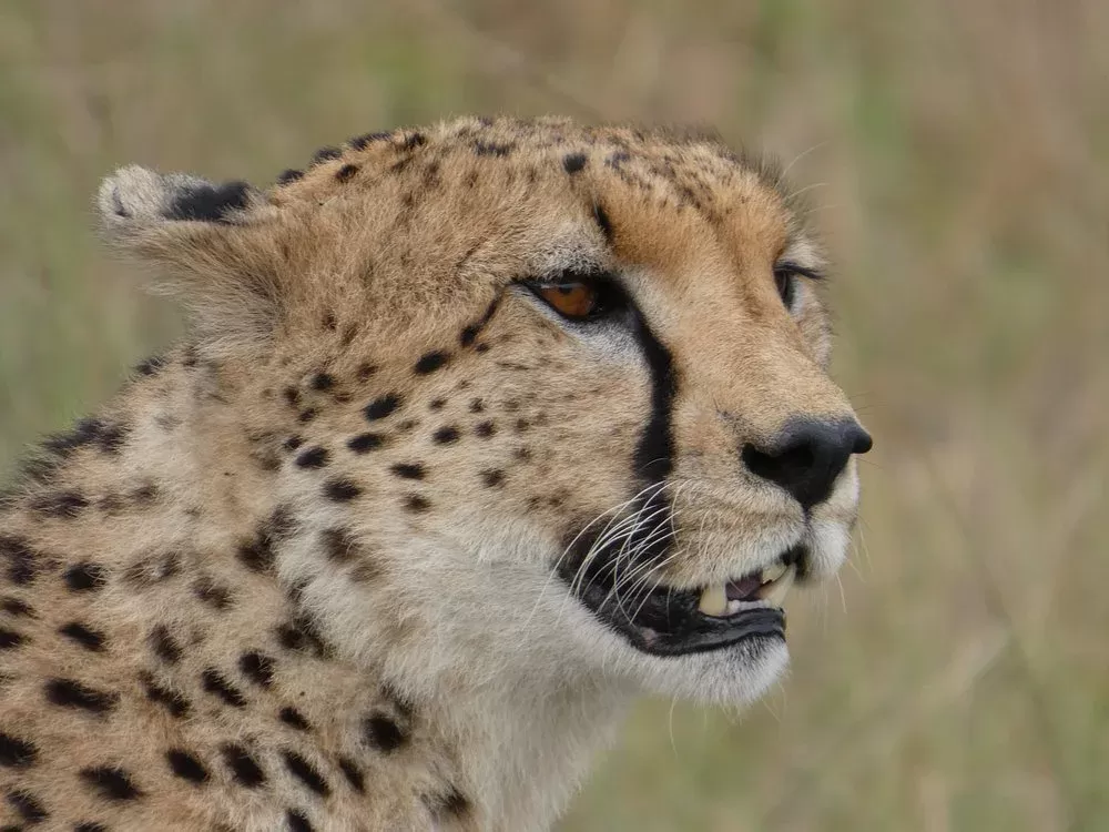 1-Day Amazing Day Trip Flying from Zanzibar to Nyerere - Tanzania safari hero photo