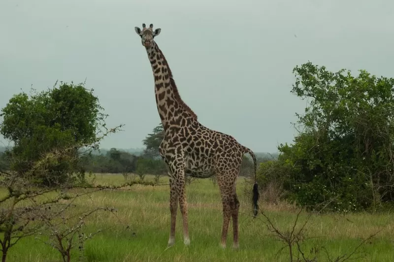 2 Days Saadani National Park from Dar Es Salaam