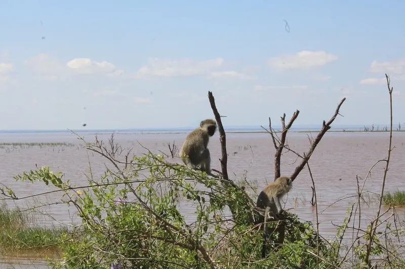 3-Day Luxury Tarangire, Ngorongoro & Manyara Tour - Tanzania safari gallery image