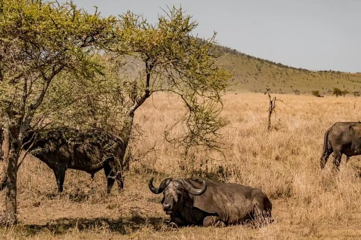 1 Day Wild Escape Safari Trip in Ruaha National Park gallery image