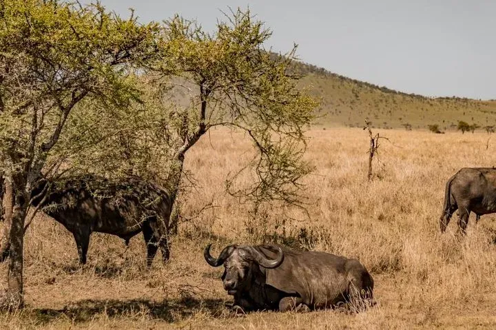 ½ Day Ruaha National Park from Iringa - a Wildlife Haven Things to do